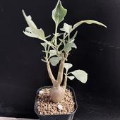 �����ǥå��������ȥ�ʡ��ȥ�ץ�ͥ�ӥ�������*M������11���