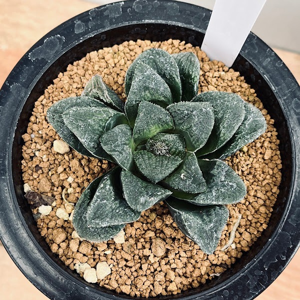 多肉植物：ハオルチア ピグマエアhyb.*幅8cm 現品！一品限り
