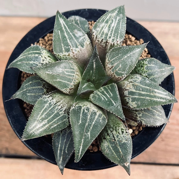 多肉植物：ハオルチア 白青城*幅11cm 現品！一品限り | サボテン