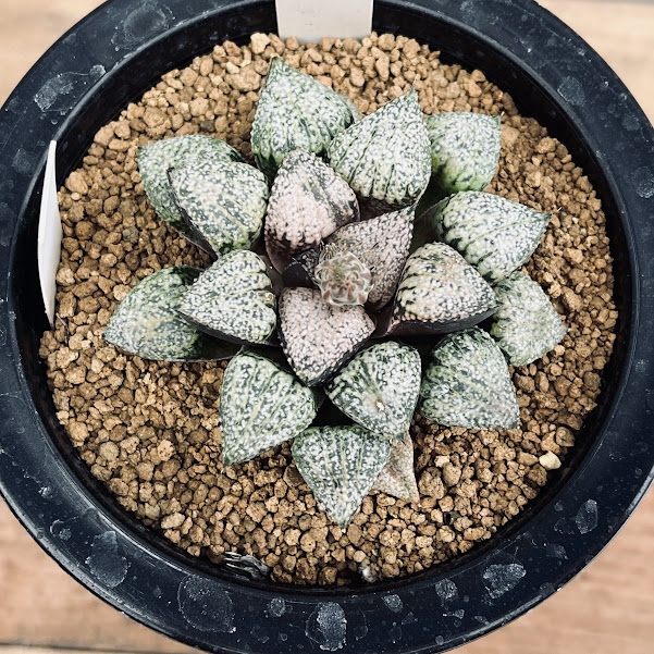 かえる玉 ピクタモンスト ハオルチア ハオルチア_ピクタ_モンスト_蛙玉 □ピクタ 蛙玉 モンスト 多肉植物