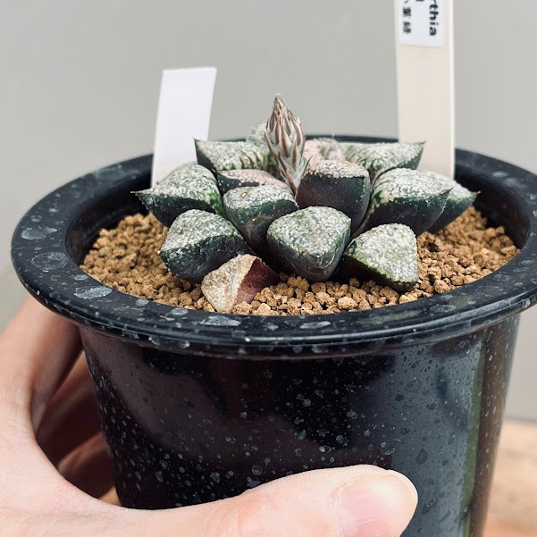 多肉植物：ハオルチア ピクタ 小葉緑*幅6.5cm 現品！一品限り