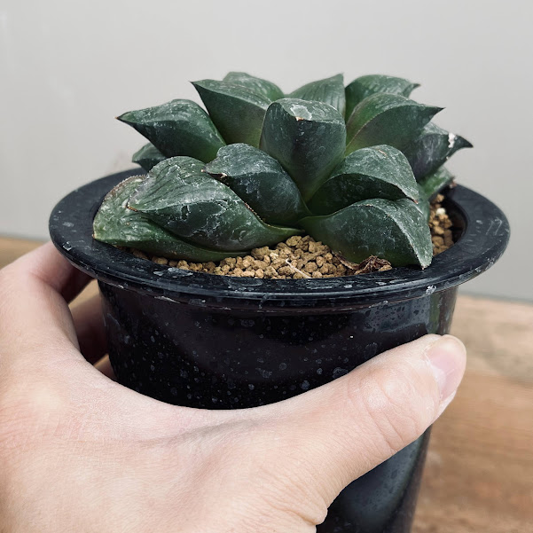 多肉植物：ハオルチア マトリクス*M 幅9cm | サボテン＆多肉植物
