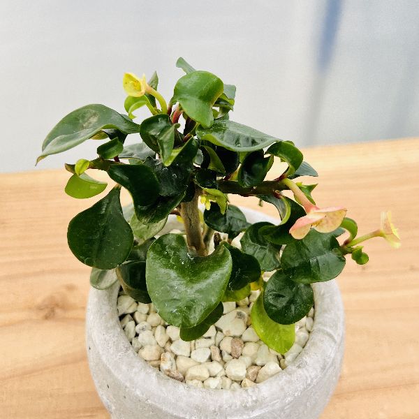 おしゃれ 観葉植物 多肉植物：とげなし花キリン レッドスマイル 鉢植え