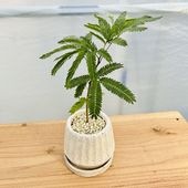 ������� ���տ�ʪ�����С��ե�å��� ȭ���� ������*�ͥ�Υ� �ͤ����