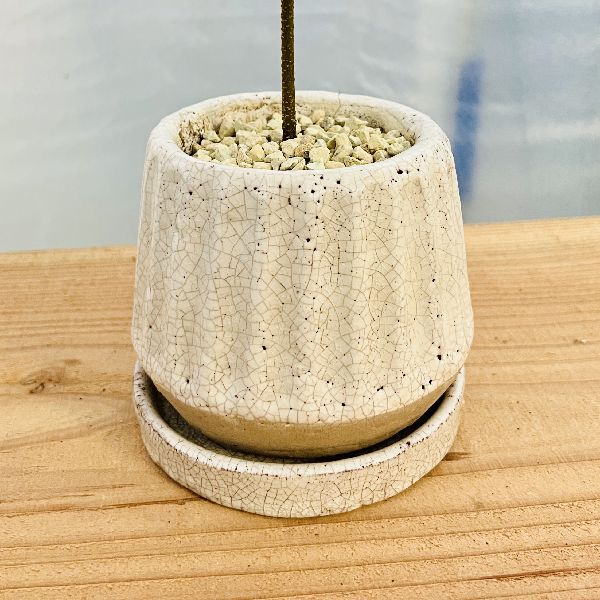 ネムの木　エバーフレッシュ　曲がり　鉢皿付き 観葉植物：ネムの木 エバーフレッシュ*鉢植え 受皿付 : 遊恵盆栽