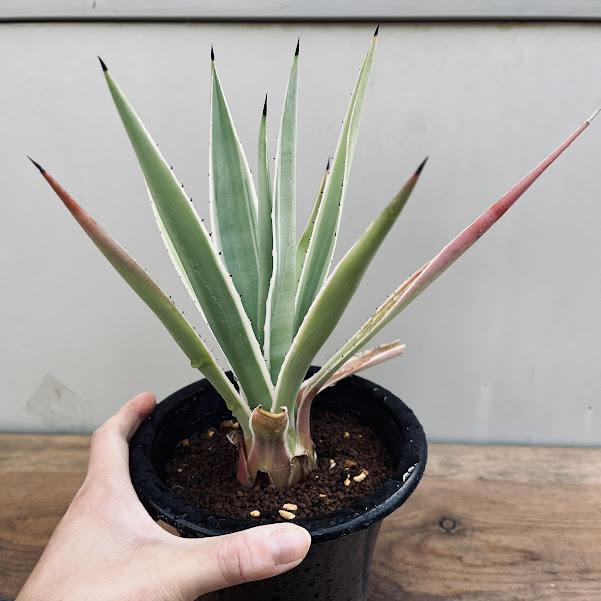 多肉植物：アガベ 白閃光*幅20cm 現品！一品限り | サボテン