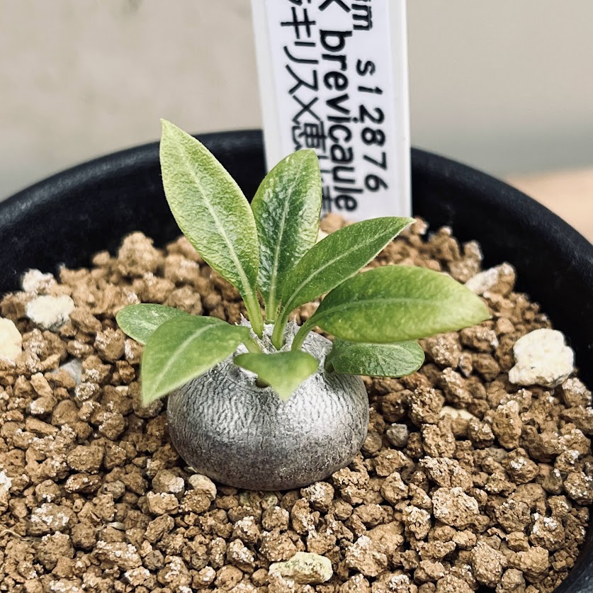 �����ǥå������ѥ��ݥǥ����� ���饭�ꥹ�߷�����Ф� ����*������1.5���