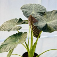 おしゃれ 観葉植物：アロカシア*Alocasia 8号 プラポット | 観葉植物