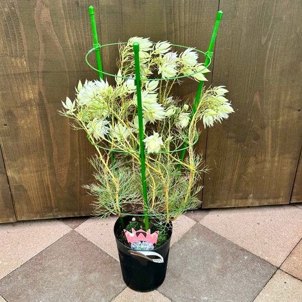 セルリア ブラッシングブライト 7号 オージープランツ 白花 鉢苗