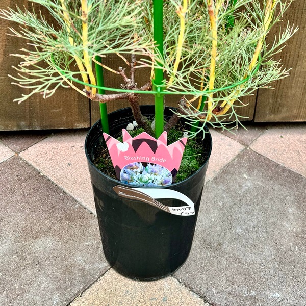 ジョーイセルリア ブラッシングブライド おしゃれ 観葉植物 花苗