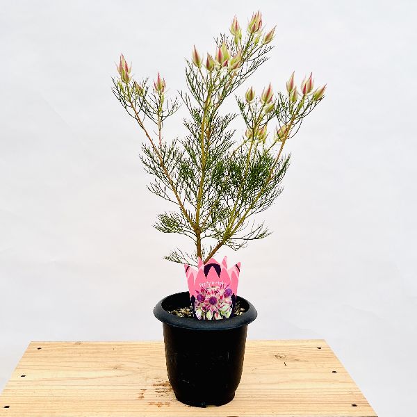 おしゃれ 観葉植物 花苗：ジョーイセルリア プリティピンク*5号 | 観葉