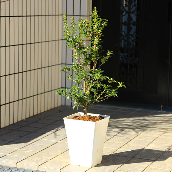 ���ڡ����ڡ�ȭ���������˥ҥ��饮�ʵ�ɢ��*�Ҥ��餮���ż��ץ�ȭ����