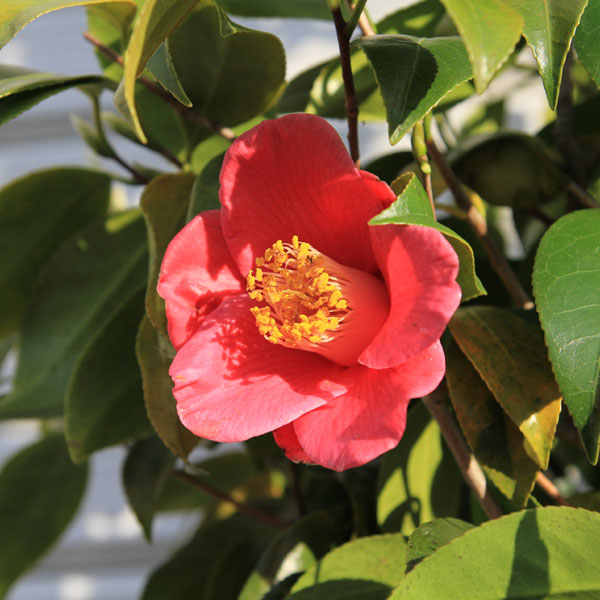 庭木・植木:やぶつばき（薮椿）赤花 樹高160cm *佐川急便発送