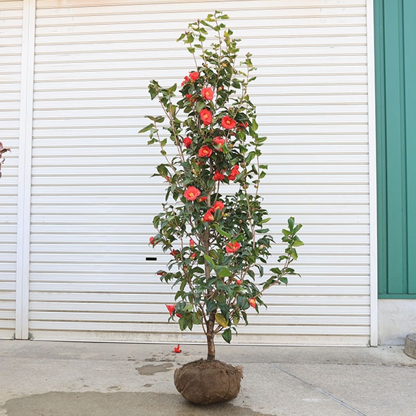 庭木・植木:やぶつばき（薮椿）赤花 樹高160cm *佐川急便発送