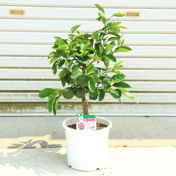 種なしすだち】3年生接木大苗 【産地で剪定済 1.0m苗】 種なし