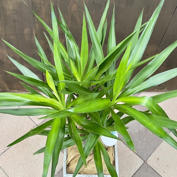 おしゃれ 観葉植物：ユッカ ブランチ 鉢カバー*麻布 現品をお届け 