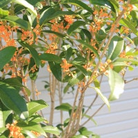 送料無料 庭木・植木・苗木：金木犀（キンモクセイ）*（根巻き） 樹高