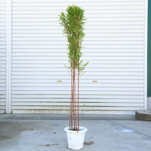 庭木・植木：朱竹（紅寒竹）* 樹高130cm 全高150cm 美しく