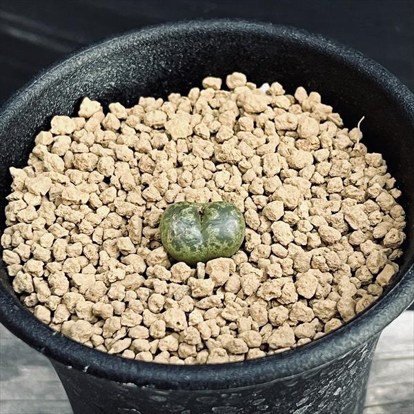 多肉植物：コノフィツム メリディアヌム*幅1cm | サボテン＆多肉植物