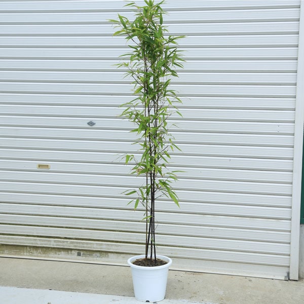 黒竹　高さ約120センチ 緑の葉 白ポット 黒竹高さ約120センチ 緑の葉 白ポット