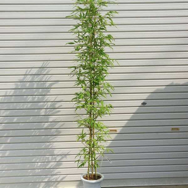送料無料！庭木：ホテイチク（布袋竹）*（ポット植え） 樹高：約