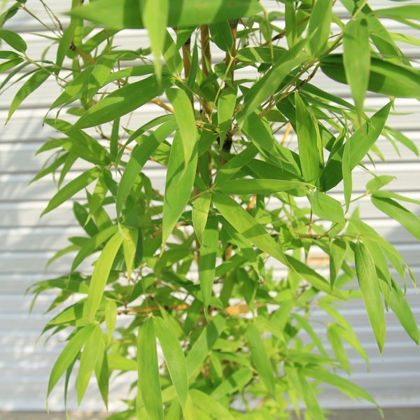 送料無料！庭木：ホテイチク（布袋竹）*（ポット植え） 樹高：約