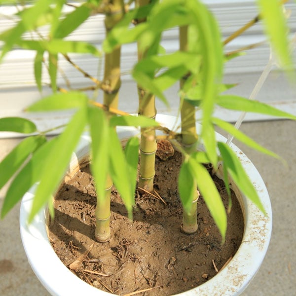 送料無料！庭木：ホテイチク（布袋竹）*（ポット植え） 樹高：約