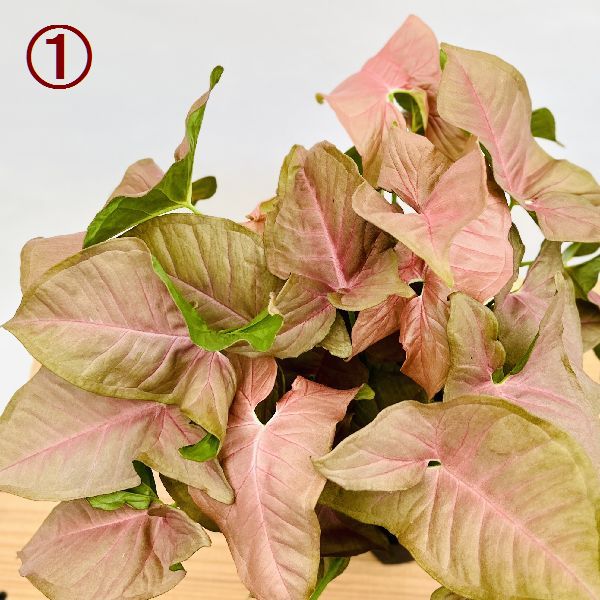 おしゃれ 観葉植物 葉色選べる：シンゴニューム*シンゴニウム 5号