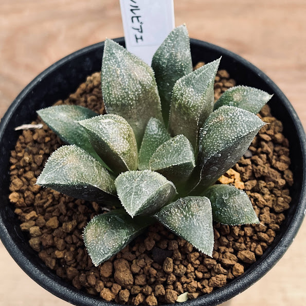 多肉植物：ハオルチア シルビアエ*幅7cm | サボテン＆多肉植物,多肉