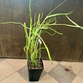 ������� ���տ�ʪ���桼�ե���ӥ� �������ԥ����ǥ�*�ץ�ݥå� �إ饵�� 