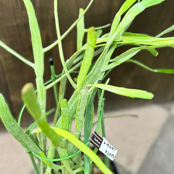おしゃれ 観葉植物：ユーフォルビア キシロピロイデス*プラポット