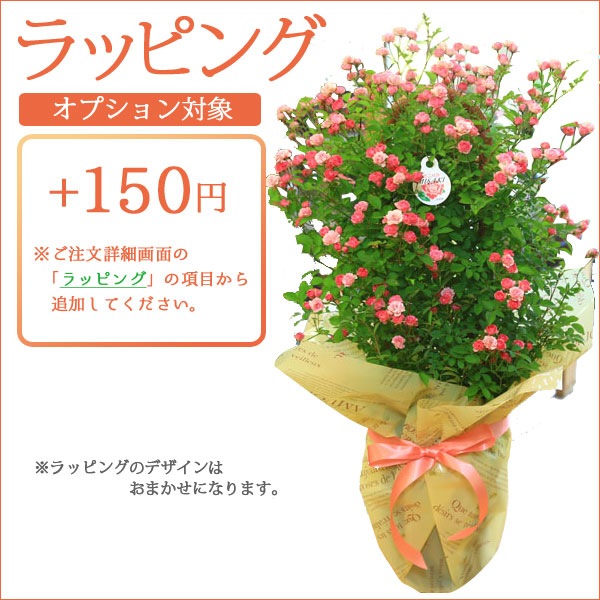 おしゃれ 観葉植物：ユーフォルビア キシロピロイデス*プラポット