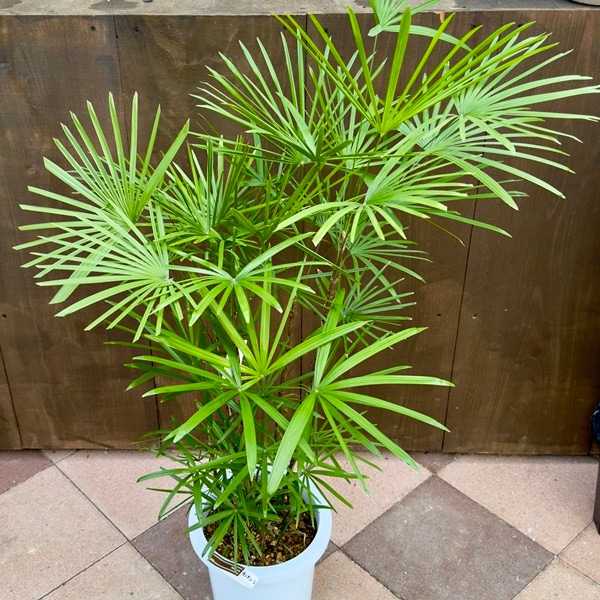 ������� ���տ�ʪ:����ʥ󥷥������*����ܣݭ�� ��������� �ץ�ݥå� �緿�������