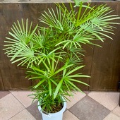 ������� ���տ�ʪ:����ʥ󥷥������*����ܣݭ�� ��������� �ץ�ݥå� �緿�������