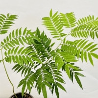 おしゃれ 観葉植物：リュウビンタイ 鉢植え*受皿付 シダ Angiopteris