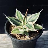 ¿����ʪ�������١��޿�����*S ��8���