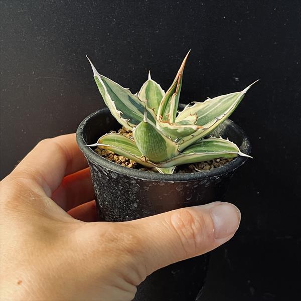多肉植物：アガベ 五色万代*S 幅8cm | サボテン＆多肉植物,多肉植物