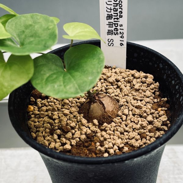 �����ǥå��������եꥫ����ε*SS��������1.5���