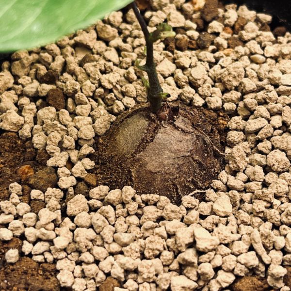 コーデックス：アフリカ亀甲竜*SS 塊根幅1.5cm | サボテン＆多肉植物