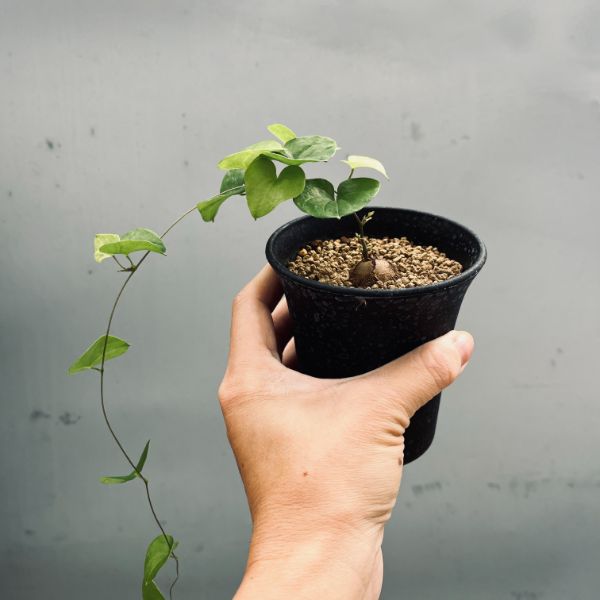 コーデックス：アフリカ亀甲竜*SS 塊根幅1.5cm | サボテン＆多肉植物
