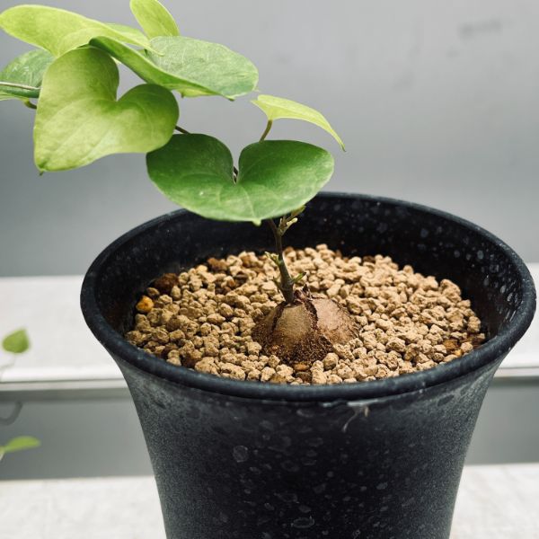 コーデックス：アフリカ亀甲竜*SS 塊根幅1.5cm | サボテン＆多肉植物