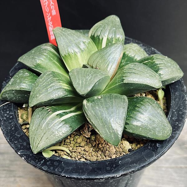 ☆特価☆多肉植物：ハオルチア スプリングボクブラケンシス交配
