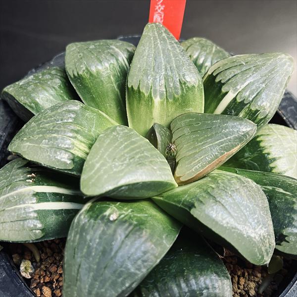 ☆特価☆多肉植物：ハオルチア スプリングボクブラケンシス交配種錦*幅