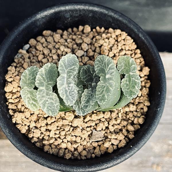 多肉植物 ハオルチア 玉扇 C04×鏡無水 台湾李氏実生