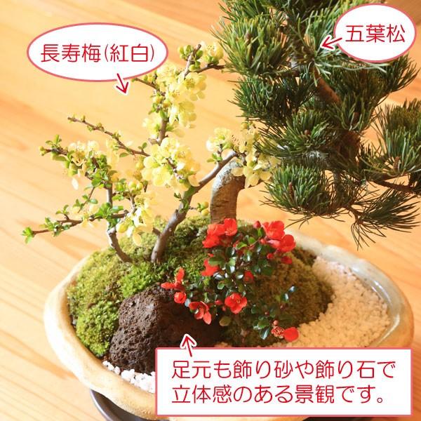盆栽：五葉松・紅白長寿梅寄せ植え(瀬戸焼変形白釉鉢)*【送料無料