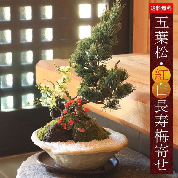 盆栽：五葉松・紅白長寿梅寄せ植え(瀬戸焼変形白釉鉢)*【送料無料
