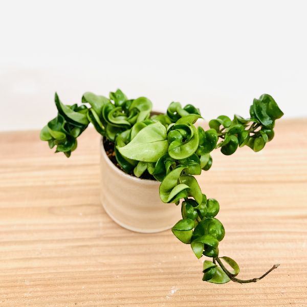 おしゃれ 観葉植物 リップカラーかコンパクタ 品種選べる：ホヤ