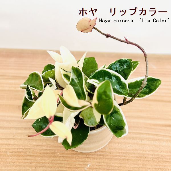 おしゃれ 観葉植物 リップカラーかコンパクタ 品種選べる：ホヤ