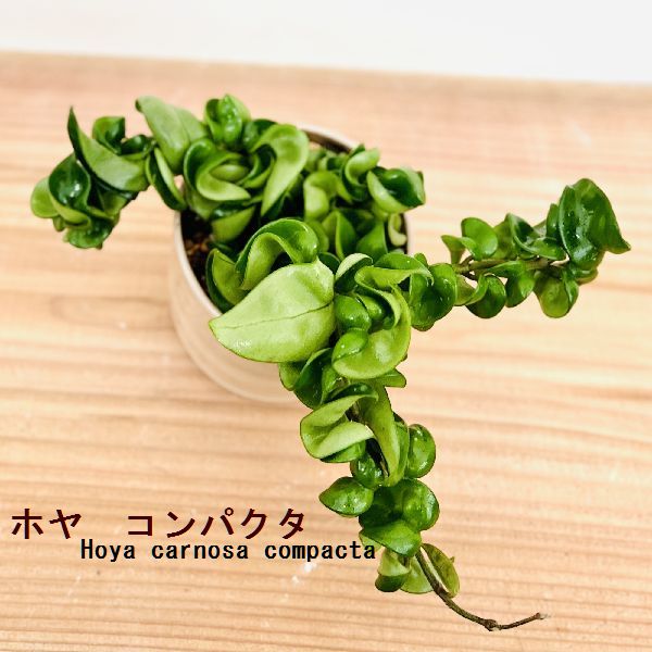おしゃれ 観葉植物 リップカラーかコンパクタ 品種選べる：ホヤ