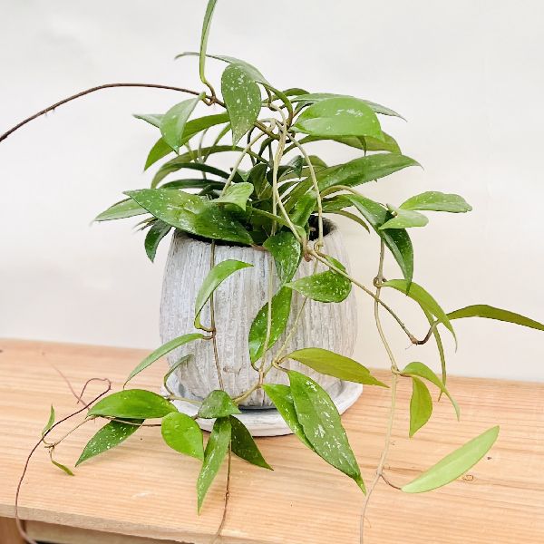 おしゃれ 観葉植物 鉢色選べる：ホヤ シルバーピンク 鉢植え 受皿付